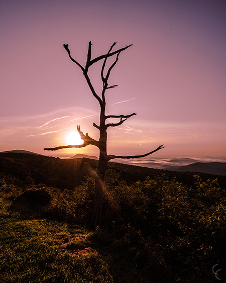 Skyline Devil Stairs Tree